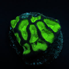 Goniastrea spp. (Premium) (frag)