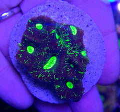 Goniastrea spp. (Ultra) (frag)