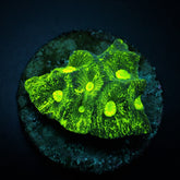 Goniastrea spp. (Ultra) (frag)