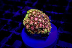 Goniopora spp. (Master Grade) (frag)