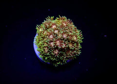 Goniopora spp. (Master Grade) (frag)
