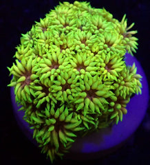 Goniopora spp. (Master Grade) (frag)