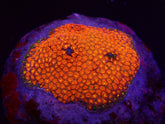 Goniopora minor (Mickey Mouse)