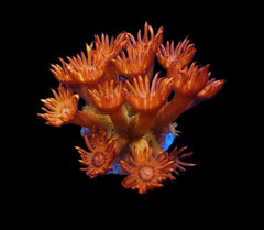 Goniopora spp. (Amazeballs) (frag)