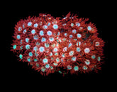 Goniopora spp. (Fire and Ice)