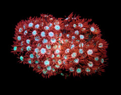 Goniopora spp. (Fire and Ice)