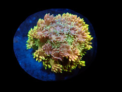 Goniopora sp. (Master Grade) (frag) pb 303