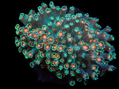 Goniopora spp. (Orange Center)