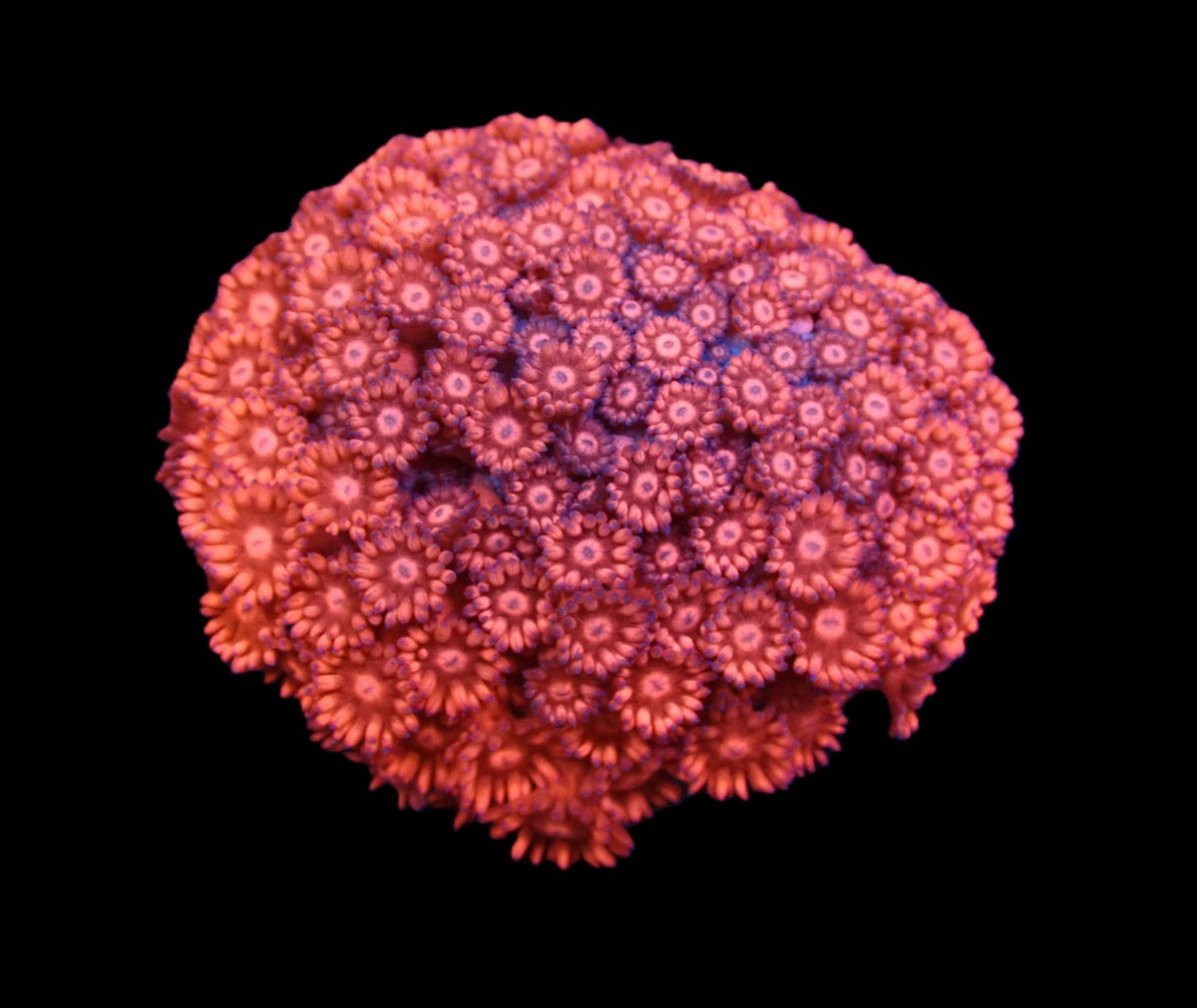 Goniopora sp. (Pink Ultra) (M) pb 616