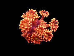 Goniopora spp. (Red) (Ultra) (Australia) (frag)