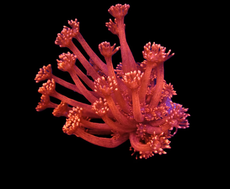 Goniopora spp. (Red) (Ultra) (Australia) (frag)