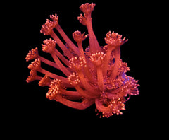 Goniopora spp. (Red) (Ultra) (Australia) (frag)