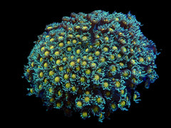 Goniopora spp. (Orange Center)
