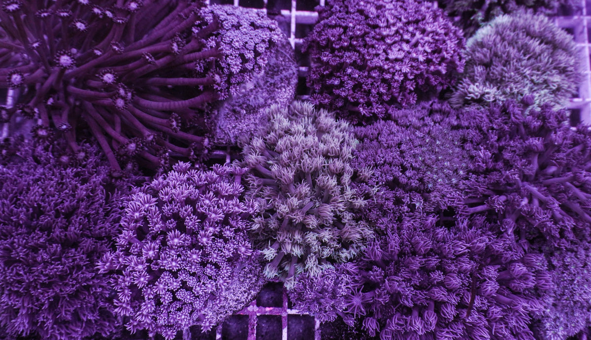 Goniopora spp. (Blue-Purple)