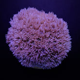 Goniopora spp. (Blue-Purple)