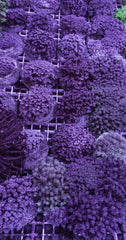 Goniopora spp. (Blue-Purple) (frag)