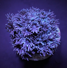 Goniopora spp. (Blue-Purple) (frag)