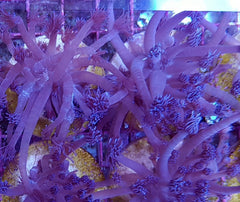 Goniopora spp. (Blue) (Premium) (frag)