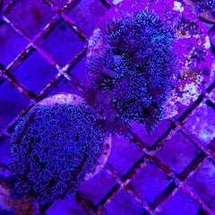 Goniopora spp. (Blue) (Premium) (frag)