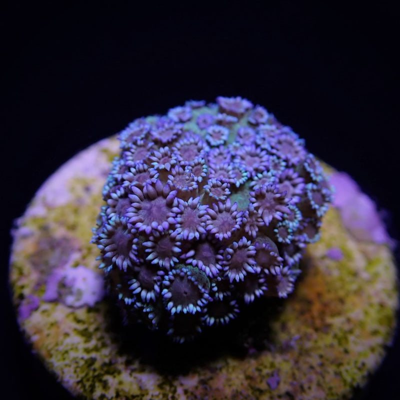 Goniopora spp. (Blue) (Premium) (frag)