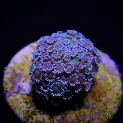 Goniopora spp. (Blue) (Premium) (frag)