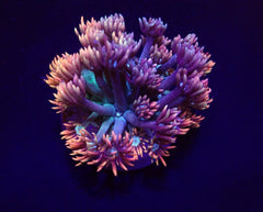 Goniopora spp. (Fire and Ice) (frag)