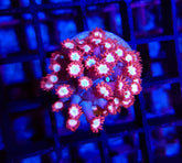 Goniopora spp. (Fire and Ice) (frag)