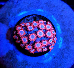 Goniopora spp. (Fire and Ice) (frag)