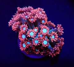 Goniopora spp. (Fire and Ice) (frag)