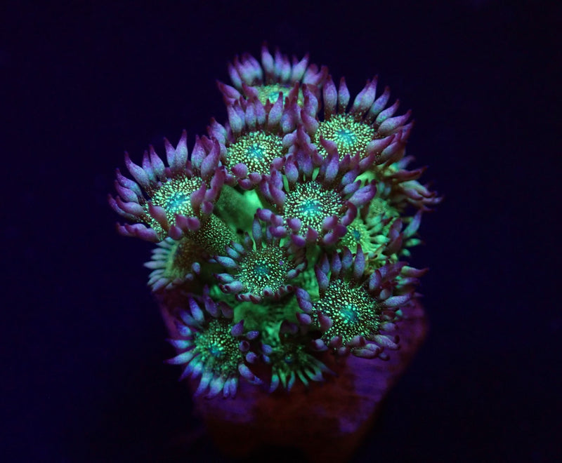 Goniopora spp. (Glitter face) (frag)