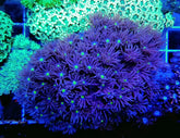 Goniopora spp. (Green-Blue Center)