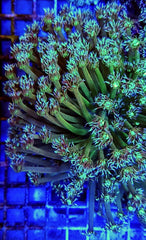 Goniopora spp. (Green)