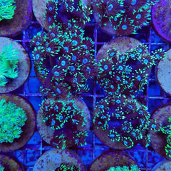 Goniopora spp. (Green-Blue Center) (frag)