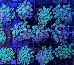 Goniopora spp. (Green) (frag)