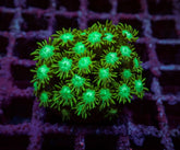 Goniopora spp. (Green) (Ultra) (frag)