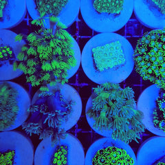 Goniopora spp. (Green) (Ultra) (frag)
