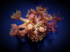 Goniopora spp. (Paloma) (frag)