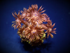 Goniopora spp. (Paloma) (frag)