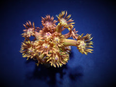 Goniopora spp. (Paloma) (frag)