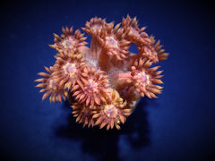 Goniopora spp. (Paloma) (frag)