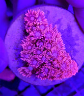 Goniopora spp. (Pink) (frag)