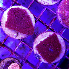 Goniopora spp. (Red) (Common) (frag)