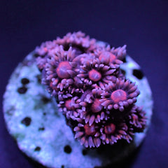 Goniopora spp. (Red) (Common) (frag)