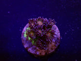 Goniopora spp. (Red Face Glitter) (frag)