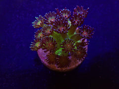 Goniopora spp. (Red Face Glitter) (frag)