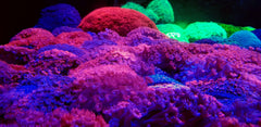 Goniopora spp. (Red) (Premium)