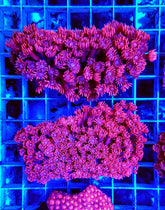 Goniopora spp. (Red) (Premium)
