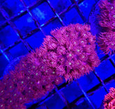 Goniopora spp. (Red) (Premium) (frag)