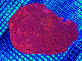Goniopora spp. (Red) (Ultra)