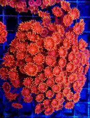 Goniopora spp. (Red) (Ultra)